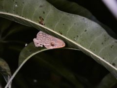 Thecadactylus rapicauda