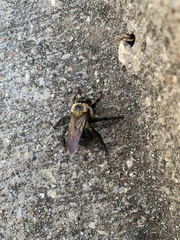 Xylocopa virginica texana