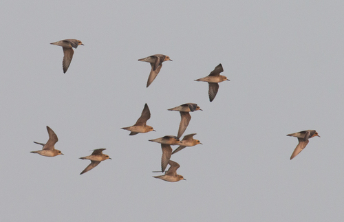Pacific Golden-Plover