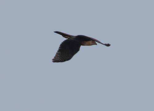 Henst's Goshawk (Astur henstii), photo 7