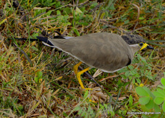 Vanellus malabaricus