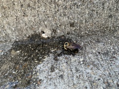 Xylocopa virginica texana