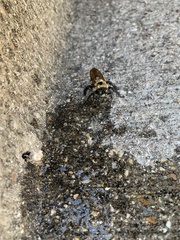 Xylocopa virginica texana