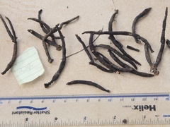 Xylaria bipindensis