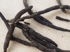 Xylaria bipindensis