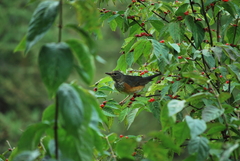 Turdus hortulorum