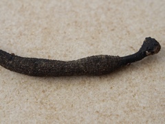 Xylaria bipindensis