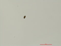 Xylaria bipindensis