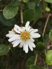 Olearia tomentosa
