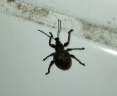 Otiorhynchus