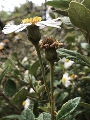 Olearia tomentosa