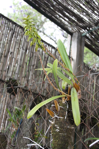 Bulbophyllum alexandrae image