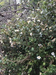 Olearia tomentosa