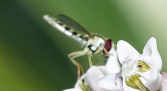 Meliscaeva cinctella