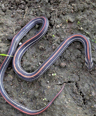 Oligodon octolineatus