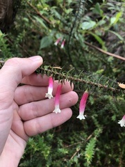 Epacris longiflora