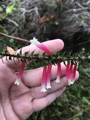 Epacris longiflora