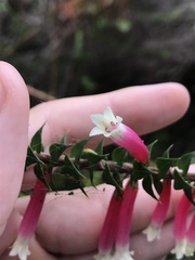 Epacris longiflora