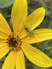 Ochraethes brevicornis