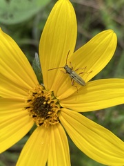 Ochraethes brevicornis