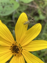 Ochraethes brevicornis