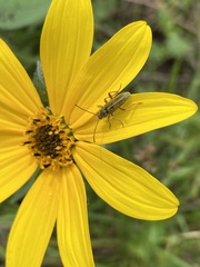 Ochraethes brevicornis