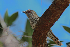 Chrysococcyx minutillus