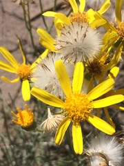 Senecio flaccidus flaccidus