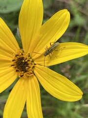 Ochraethes brevicornis