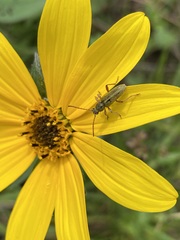 Ochraethes brevicornis