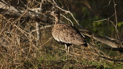 Eupodotis ruficrista
