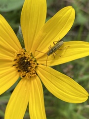 Ochraethes brevicornis