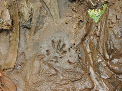 Varanus salvator bivittatus