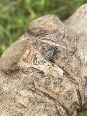 Agonoscelis puberula