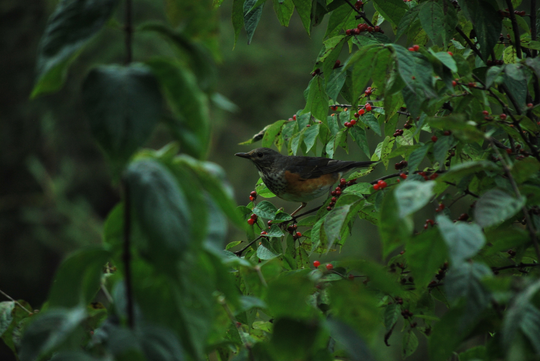 Grey-backed Thrush