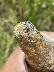 Agonoscelis puberula