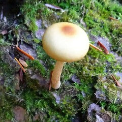 Cyptotrama chrysopepla