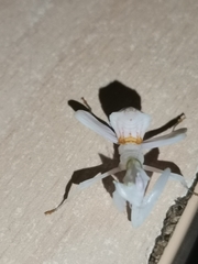 Hymenopus coronatus