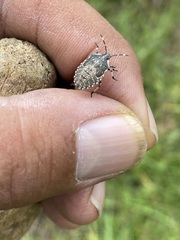 Agonoscelis puberula