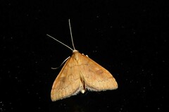 Mnesictena flavidalis