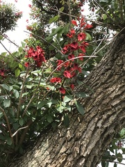 Erythrina crista-galli