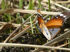 Danaus chrysippus alcippus