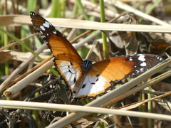 Danaus chrysippus alcippus