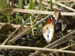 Danaus chrysippus alcippus