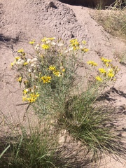Senecio flaccidus flaccidus