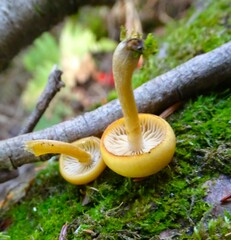 Cyptotrama chrysopepla