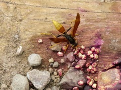 Polistes comanchus comanchus