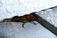 Prionoplus reticularis