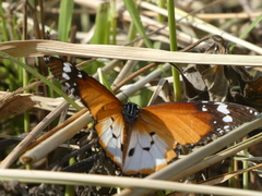 Danaus chrysippus alcippus