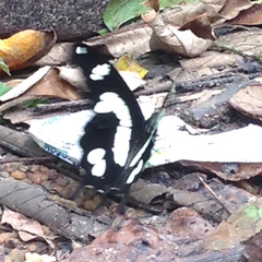 Papilio hesperus hesperus